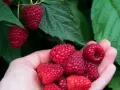 Ręka zbiera dojrzałe maliny prosto z krzaka. Czy maliny się myje? Zależy, czy są prosto z ogrodu, czy ze sklepu.