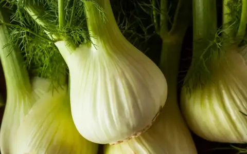 Kilka świeżych, zielonych fenkułów, warzyw o charakterystycznym kształcie i aromacie.