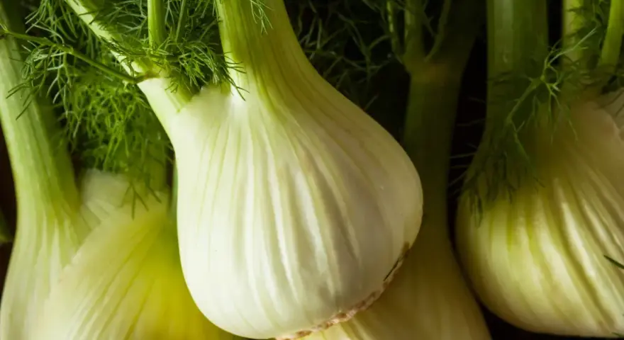 Kilka świeżych, zielonych fenkułów, warzyw o charakterystycznym kształcie i aromacie.